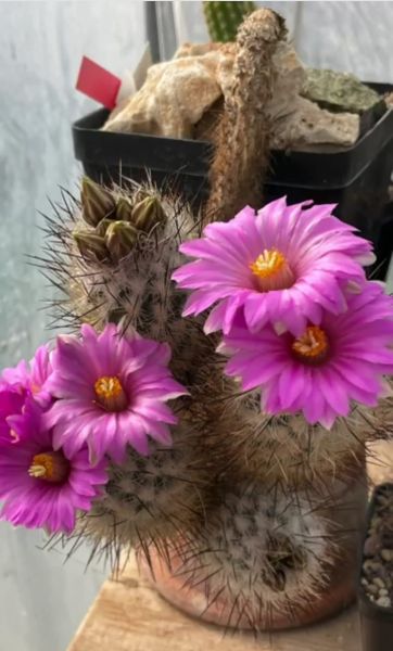 Turbinicapus subterraneus